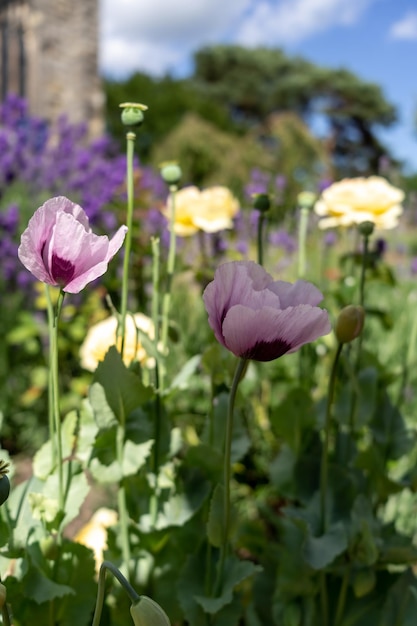 Rosa amapola Papaver somniferum floreciendo en un cementerio