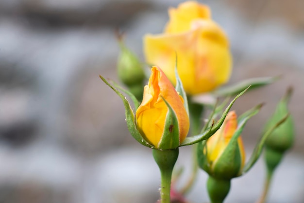 Rosa amarela com pingos de chuva no mato