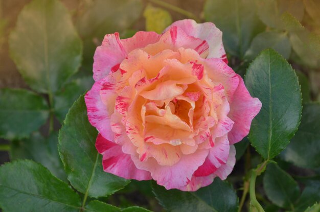 Rosa amarela e vermelha listrada cultivada Flor rosa amarela bicolor com listras vermelhas