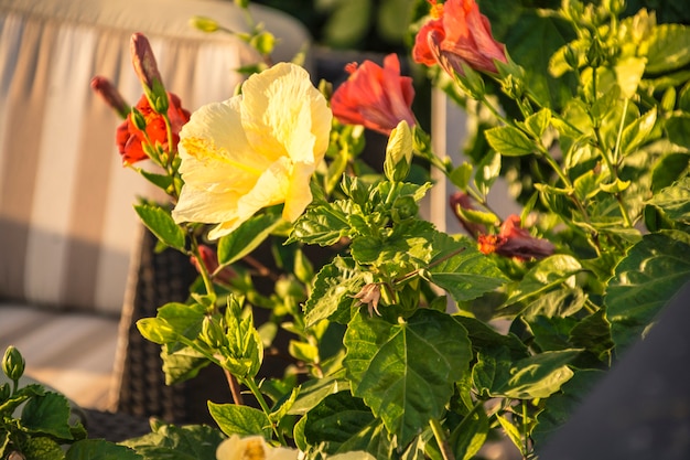 Rosa amarela em um jardim siciliano