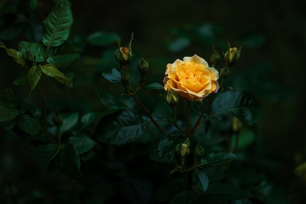 Rosa amarela florescendo em um jardim de luz escura