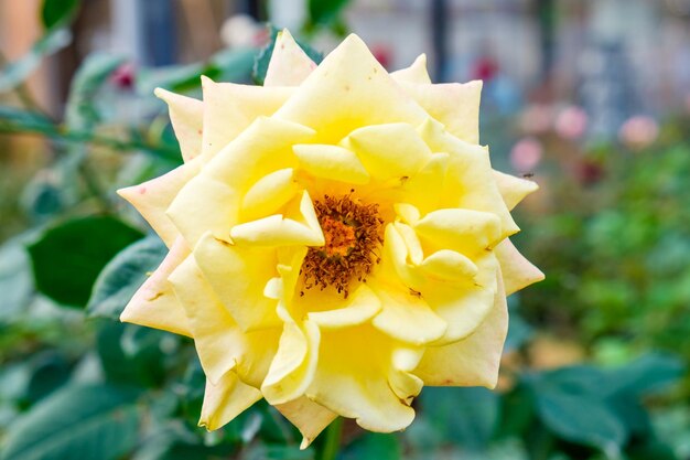 Rosa amarela florescendo na planta