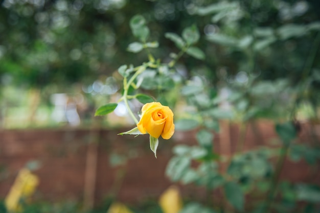 Foto rosa amarela na casa de vidro para o dia dos namorados