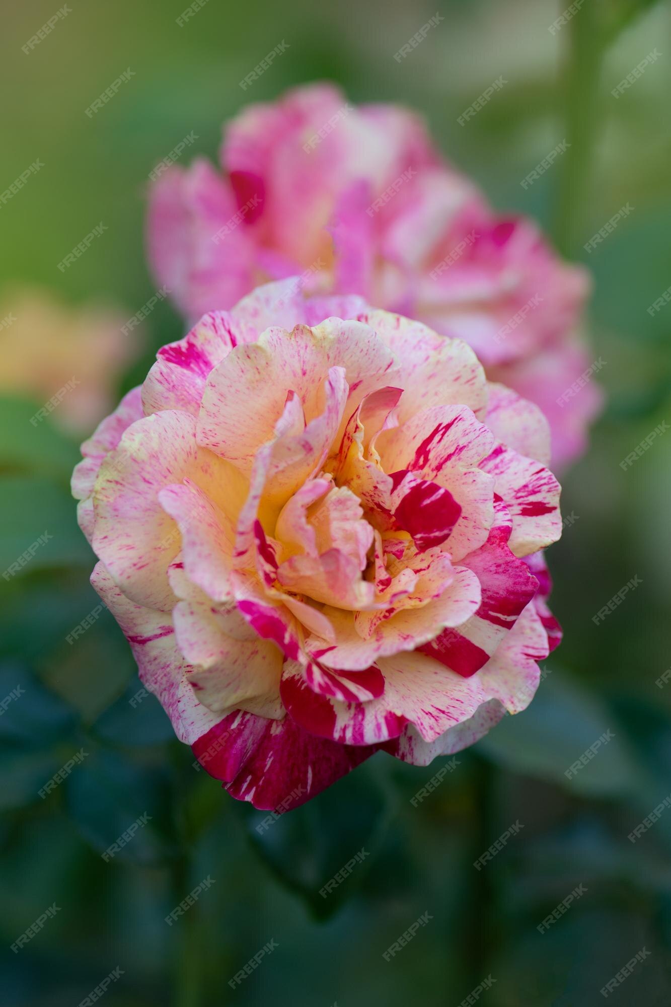 Rosa amarela rosa listrada cultivada flor rosa amarela bicolor com listras rosa  rosa listrada multicolorida rosa rosa multicolorida com listras brancas |  Foto Premium