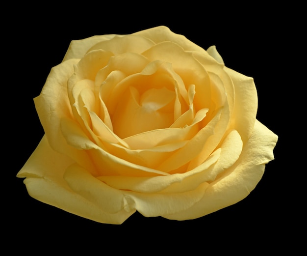 Rosa amarilla aislada en un fondo negro