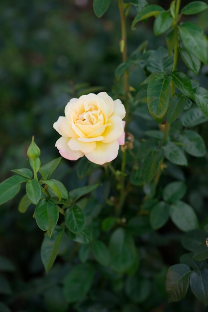 Una rosa amarilla está floreciendo en el jardín.