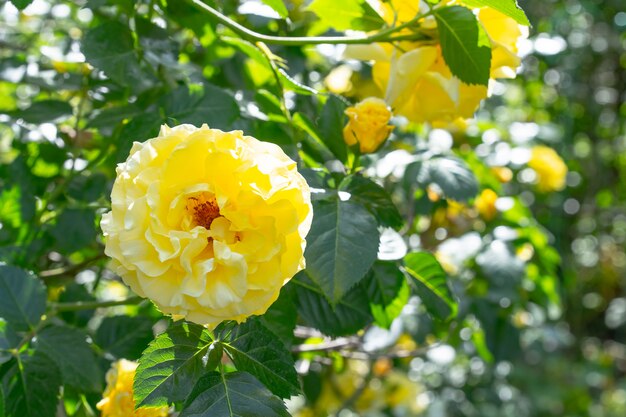 Rosa amarilla florece contra las hojas