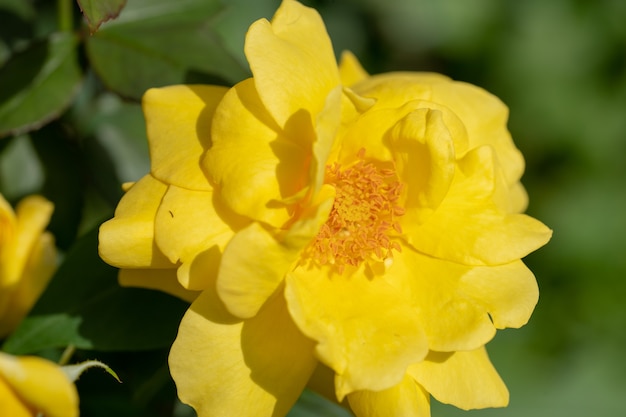 Rosa amarilla floreciendo de cerca