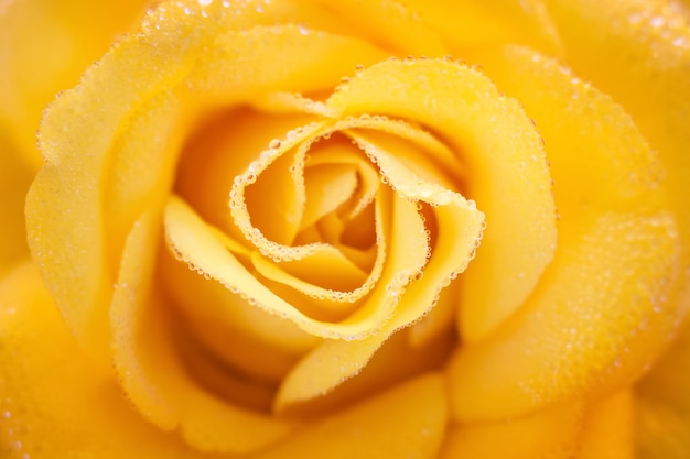 Rosa amarilla con gotas de rocío closeup, fondo