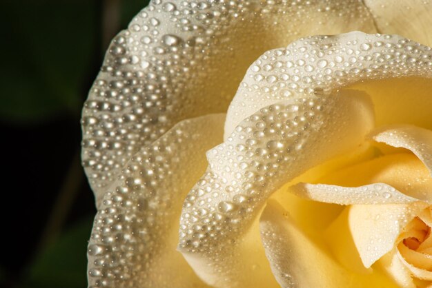 Rosa amarilla con gotas de rocío vistos a través de una lente macro, enfoque selectivo.