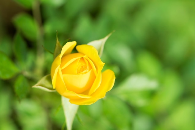 Rosa amarilla con hojas verdes.