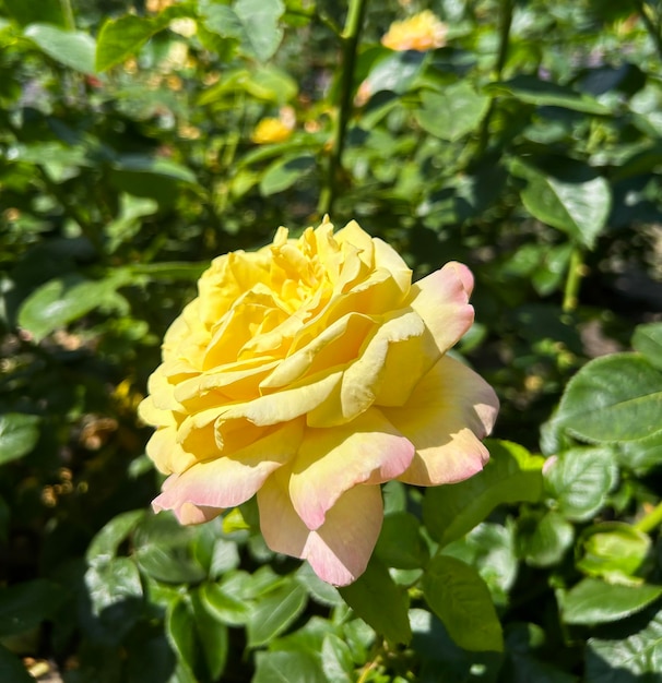 Rosa amarilla en el jardín de verano Primer plano Naturaleza fondo