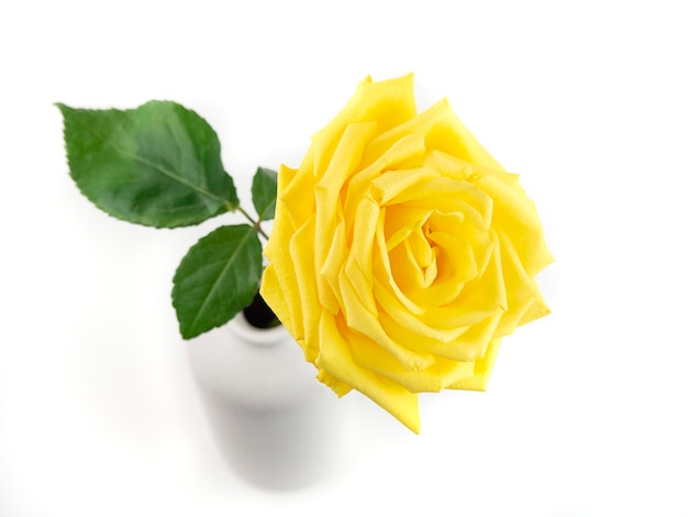 Rosa amarilla en un jarrón la vista desde arriba un ángulo inusual