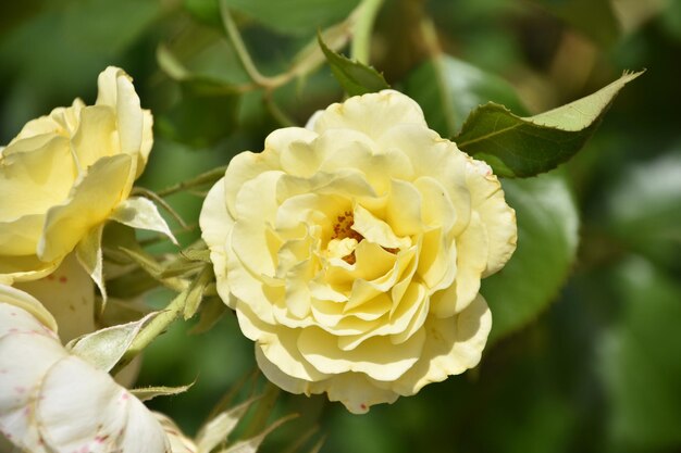 Rosa amarilla pálida que florece y florece en un jardín.