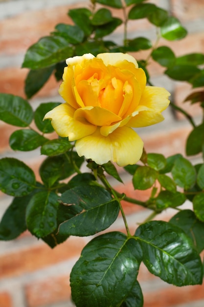 Una rosa amarilla en un rosal con gotas de agua en las hojas verdes