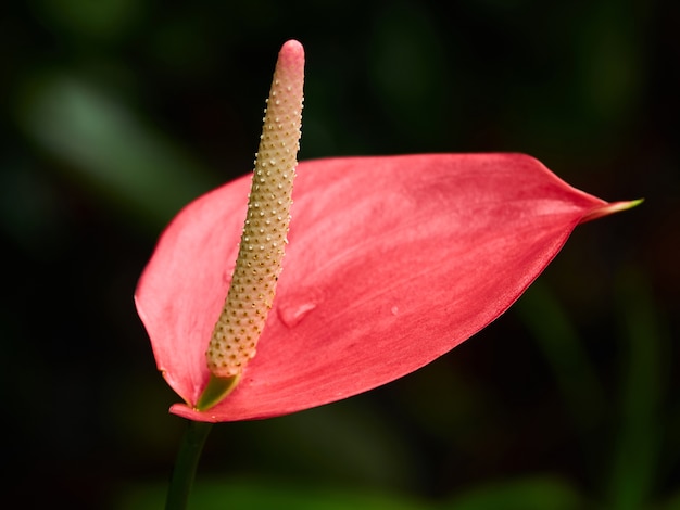 Rosa Anthurium Nahaufnahme