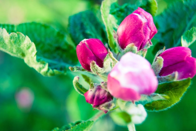 Rosa Apfel blüht schönen Frühlingshintergrund