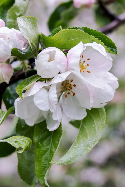 Rosa Apfelbaumblumen und Wassertropfen