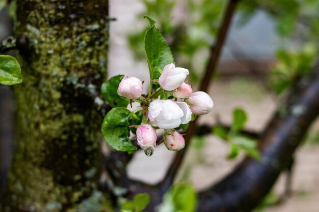 Rosa Apfelbaumblumen und Wassertropfen
