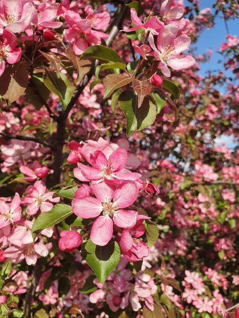 Rosa Apfelblüten im Frühling