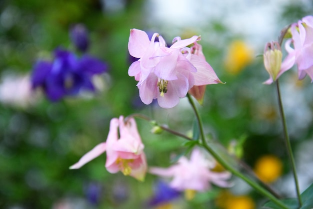 Rosa Aquilegia blüht im Frühlingsgarten