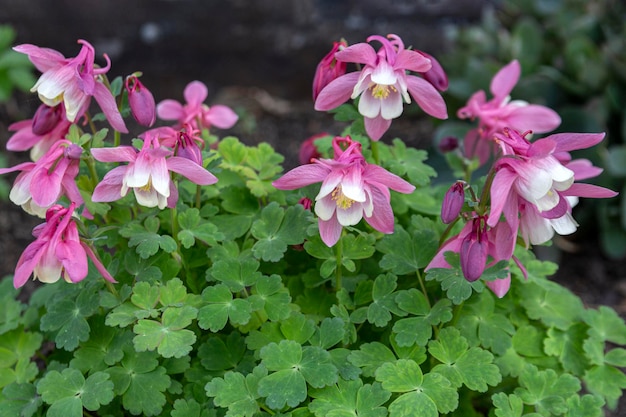 Rosa Aquilegia blüht im Garten. Stauden, Landschaftsbau, Blumenzucht.