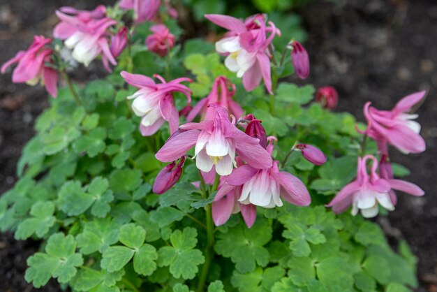 Rosa Aquilegia blüht im Garten Stauden Landschaftsgestaltung Blumenzucht