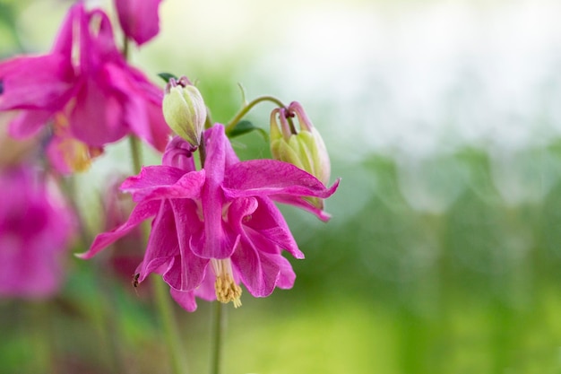 El rosa Aquilegia florece en la naturaleza en el jardín a fines de la primavera y principios del verano.