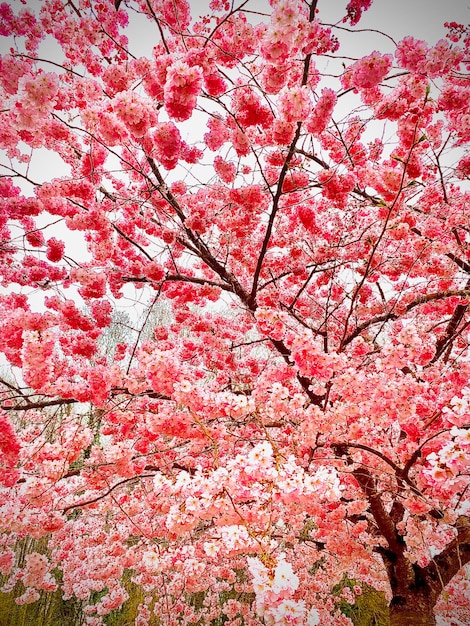 rosa árbol japonés arbre cerisier rose