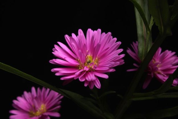 Rosa Asterblume auf schwarzem Hintergrund