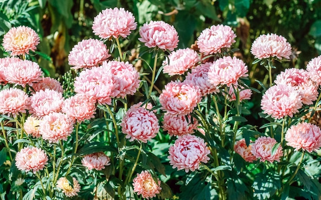 Rosa Asternblumen