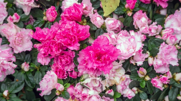 Rosa Azaleenblume in einem Garten.