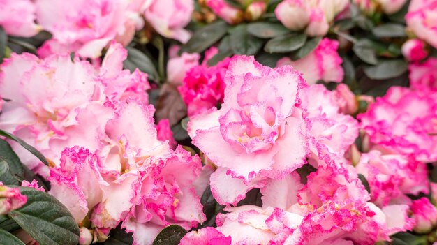 Rosa Azaleenblume in einem Garten.