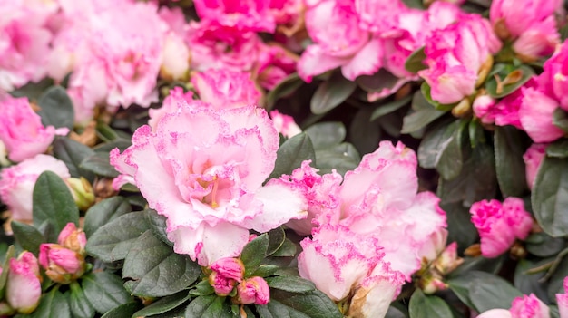 Rosa Azaleenblume in einem Garten.