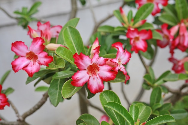 Rosa Azaleenblumen sind Blüte im Garten