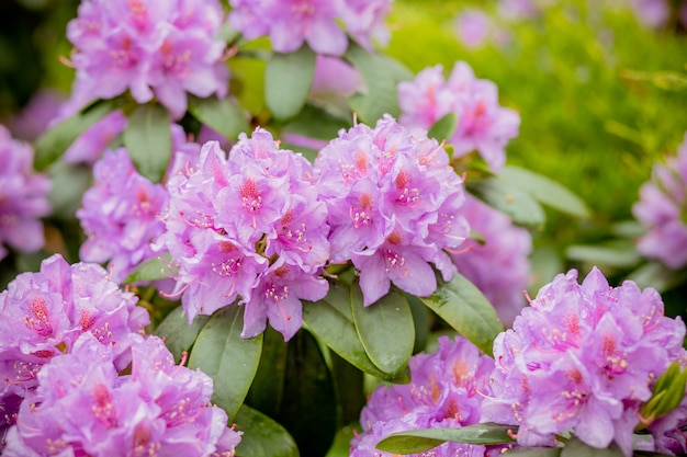 Rosa Azaleenhintergrund. Rosa Azaleenhintergrund Rhododendren in den Blumentöpfen im alten Gewächshaus. Reihe von blühenden Pflanzen zuhause. Schöne Blüte blüht Konzept. Reihe von blühenden Rhododendren