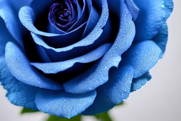 Rosa azul com foto macro de closeup de gota de água