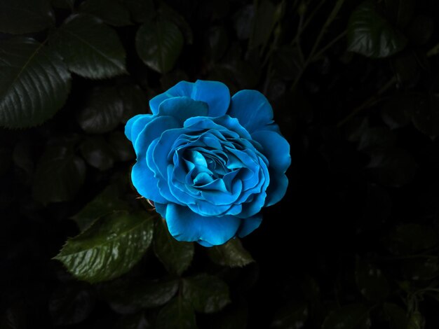 Rosa azul con hojas en una rama sobre un fondo negro