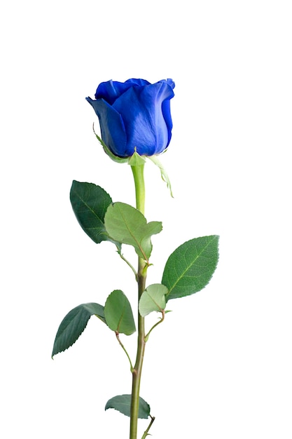 Rosa azul isolada em fundo branco close up