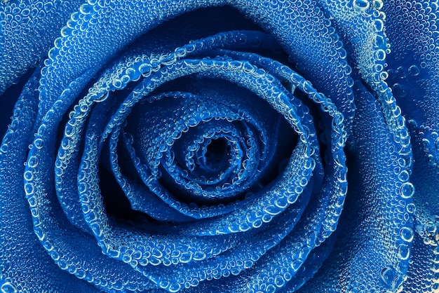 Rosa azul sob bolhas de ar closeup vista sem borda