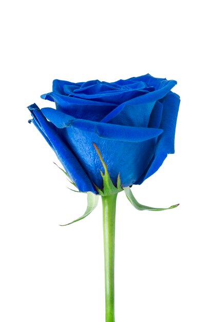 Una rosa azul sobre fondo blanco.