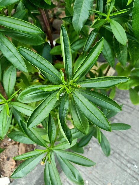 Rosa Baby-Atempflanze mit grünen Blättern im Garten