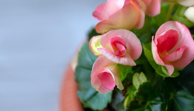 Rosa Begonia elatier im Topf Zimmerpflanzen Hobby