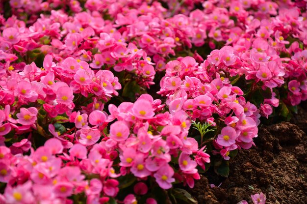 Rosa Begonia Grandis im Park