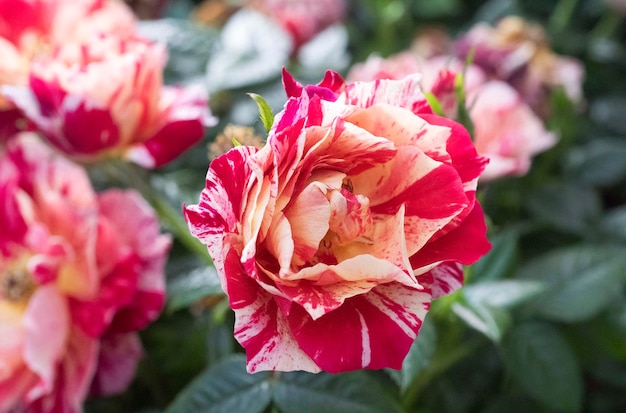 Foto rosa bicolor vermelho e amarelo