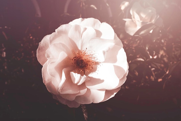 rosa blanca en el cálido sol de otoño en primer plano y bokeh