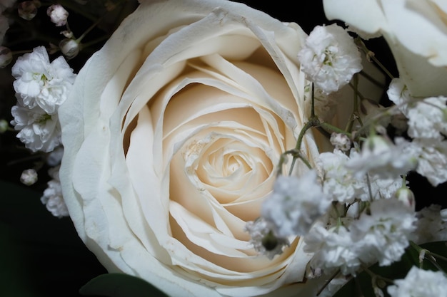 Rosa blanca de cerca con textura de tela de belleza