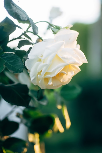 Foto rosa blanca completamente abierta con pétalos verdes en el jardín en la cama de flores.