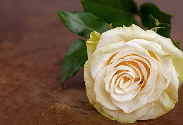 Rosa blanca cubierta de gotas de rocío sobre fondo marrón