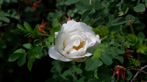 Rosa blanca floreciente en el jardín en un día soleado